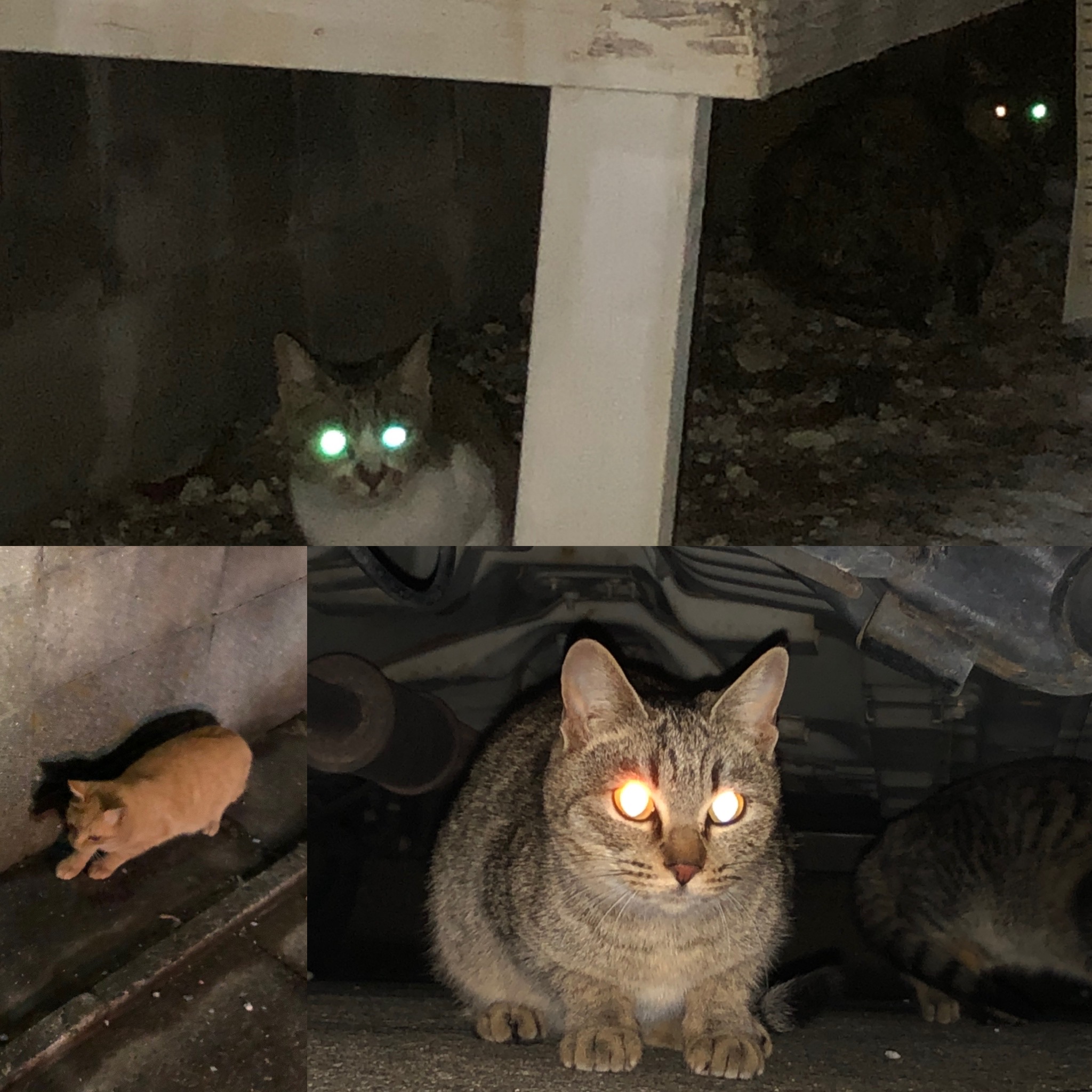 20210108須恵港近くの長屋集落付近の猫達